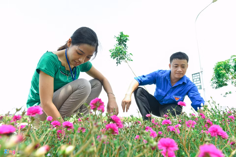 Mỗi đoạn đường hoa mười giờ sẽ được giao cho Đoàn Thanh niên, hội Cựu chiến binh, hội Phụ nữ… trồng, chăm sóc.