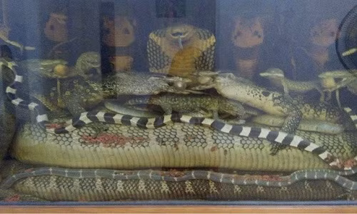 Mang xa 45kg gia 10.000 USD duoc mua ngam ruou nhu the nao