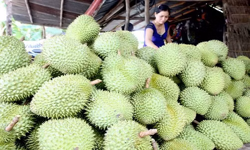 Trong khi đó, một số địa phương ở miền Nam cũng từng xuất hiện thương lái ồ ạt thu mua sầu riêng non với giá cao gấp 3 lần thông thường. Ảnh: Nld.