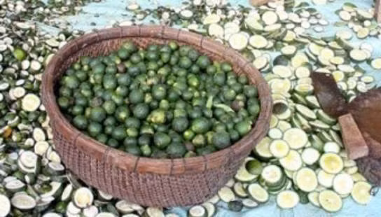 Theo hộ nông dân ở đây, thương lái thu gom cam non khá dễ tính, chỉ cần báo đã đủ hàng thì họ sẵn sàng đem xe tải đến tận nơi bốc xếp, không phải tốn chi phí chuyên chở. Ảnh: Baohaiquan.