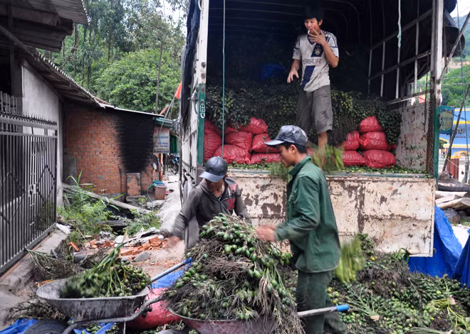 Thương lái chỉ mua cau non, cau già quả đã có hạt to thì không mua. Lạ lùng hơn, các thương lái còn mua với giá cao kỷ lục chưa từng thấy. Ảnh: Nongnghiep.
