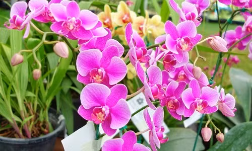 Nhung loai hoa cho dan cong so trang tri ban de gap may-Hinh-2