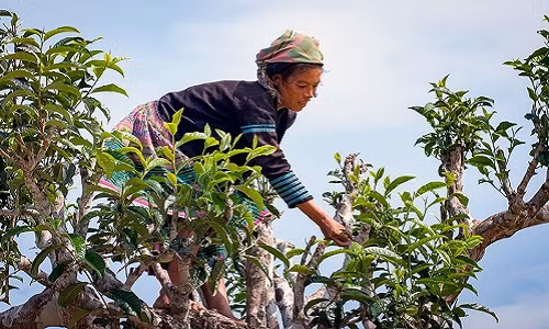 Dung tay tran de sao, che Ta Xua tien trieu van dat khach