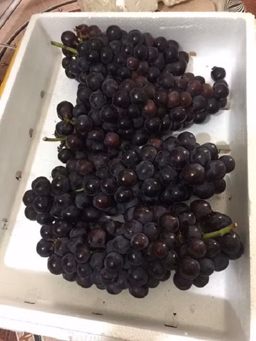 Loại nho này được nhiều bà nội trợ ưa chuộng vì ăn ngọt sắc, không có hạt, giá lại rẻ bằng 1/3 nho ngoại. Ảnh: Facebook.