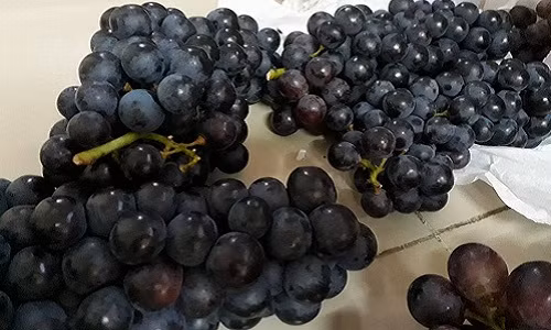 Tuy nhiên, theo tìm hiểu của PV Vietnamnet, loại nho chùm to này là nho Trung Quốc. Mọi người thường nghĩ nho Trung Quốc quả thường thuôn dài, chùm thưa quả nên dễ dàng tin loại nho đen quả tròn, dày khít này là nho Ninh Thuận. Ảnh: Facebook.