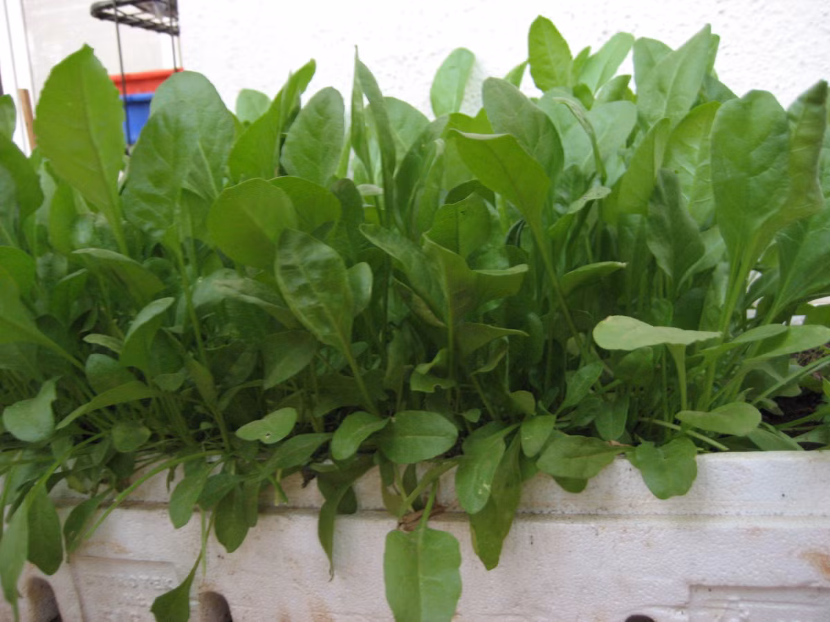 Rau cải thần kỳ xanh tốt trong thùng xốp. Ảnh: Wordpress.