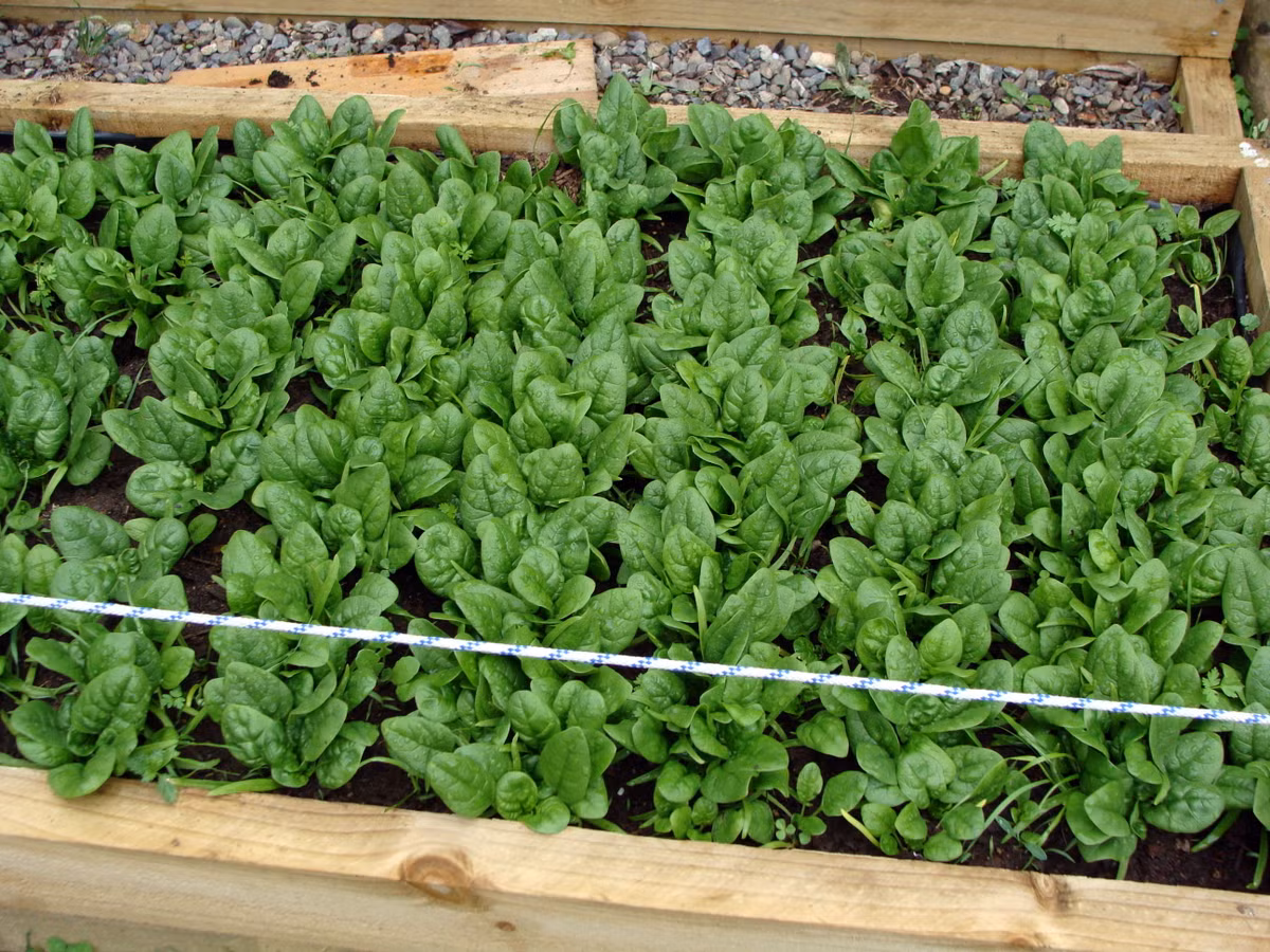 Rau chân vịt xanh tốt khi trồng trong thùng gỗ. Ảnh: Printest.