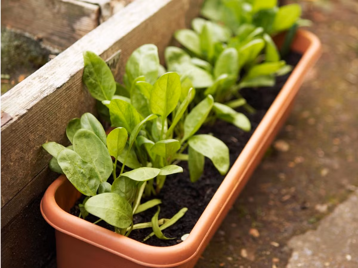 Cải bó xôi trồng trên ban công. Ảnh: HGTV.