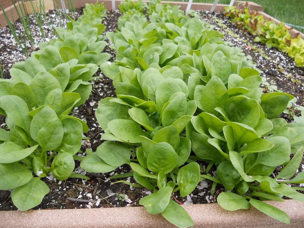 Chậu rau xanh non mơn mởn khiến người xem thích thú. Ảnh: Blogspot.