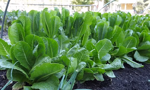 Da mat ngam vuon rau cai 