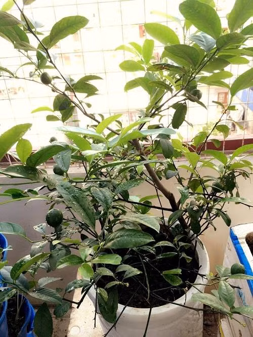 Thường xuyên tỉa cành cho cây, cắt bỏ cành rậm rạp sát gốc, cành trong tán hoặc cành khô già để tạo độ thông thoáng cho cây. Ảnh: Media.