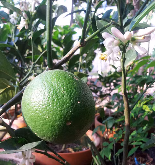 Sau khoảng 1 tháng thì cây bắt đầu cho ra những bông hoa đầu tiên. Khi quả chanh bằng đầu ngón tay thì nên bón thêm phân NPK khoảng 0,5 - 0,7 kg/cây để nuôi quả lớn. Ảnh: Nongnghieppho.