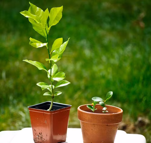 Sau khi trồng, tưới nước giữ ẩm vừa phải cho cây. Có thể tưới từ 2 – 3 ngày/lần cho những tuần đầu sau trồng. Sau đó khoảng 1 tuần – 10 ngày tưới 1 lần. Luôn chú ý giữ sạch cỏ dại. Ảnh: Cooky.