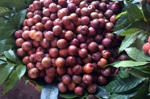 Có một loại mận Trung Quốc thường gắn mác mận Tam Hoa, khi chín quả to gần bằng ngón chân cái, màu đỏ, có phấn trắng bao bên ngoài. Tuy nhiên, bên trong mận dóc hạt, có vị nhạt. Ảnh: Vietnamnet.