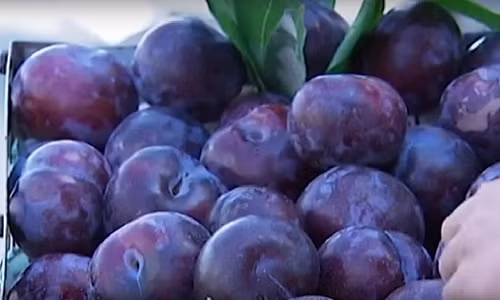 Mận Trung Quốc xuất hiện từ chợ đầu mối cho đến hàng rong. Trước hết phải kể đến mận đen tím bầm, quả to bằng nắm tay người. Ảnh: VTC14.