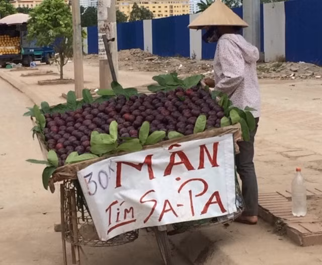 Loại mận này thường được người bán quảng cáo là mận Sa Pa nhưng thực chất là mận nhập từ Trung Quốc. Ảnh: Dân Việt.
