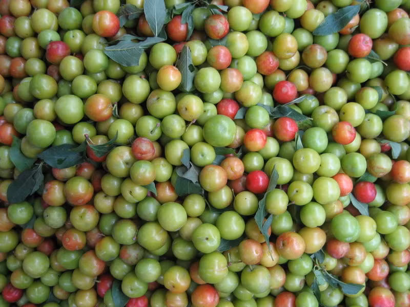 Người tiêu dùng cũng dễ nhầm mận cơm Trung Quốc với mận cơm Việt Nam. Mận cơm Trung Quốc có đặc điểm vỏ xanh, khi chín có màu hơi vàng, thi thoảng có quả màu đỏ. Ảnh: Tamsugiadinh.