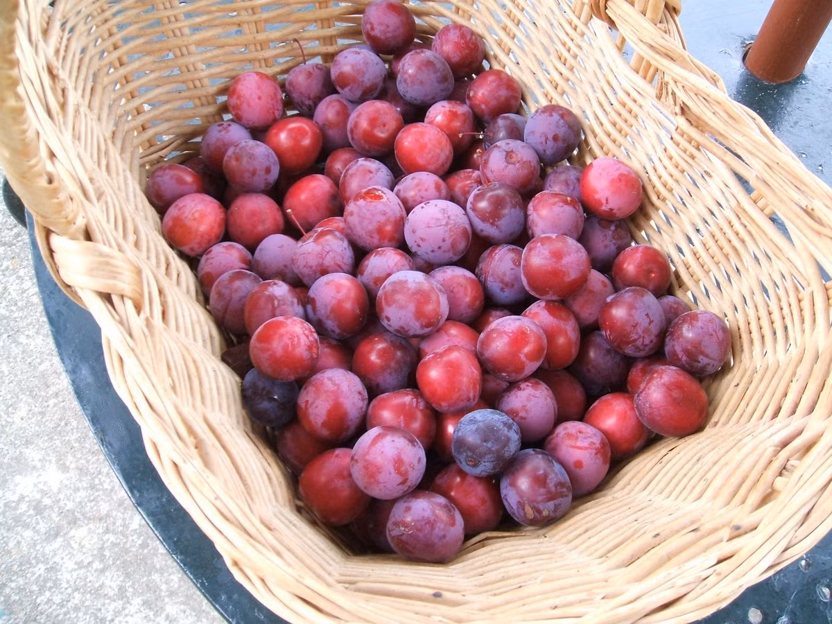 Theo kinh nghiệm của nhiều lái buôn, mận Trung Quốc thường có lớp vỏ trơn bóng, sạch sẽ, không có lớp phấn trắng ở bên ngoài như mận Việt Nam. Ảnh: Đời sống pháp luật.