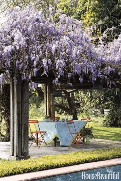 Trồng và chăm sóc một giàn hoa ở sân nhà bạn là một công việc không hề đơn giản và phải đòi hỏi khá nhiều thời gian và công sức. Nhưng sau đó, giàn hoa mọc lên tươi tốt, phủ kín sân sẽ khiến bạn nhận được không ít lời khen ngợi mỗi khi có khách đến chơi nhà bạn.