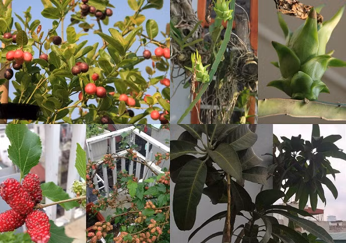 Sân thượng tầng 6 nhà vợ chồng chị Nguyễn Thanh Tâm (Đội Cấn, Ba Đình, Hà Nội) là một vườn cây ăn quả độc đáo. Ảnh: Dân Việt