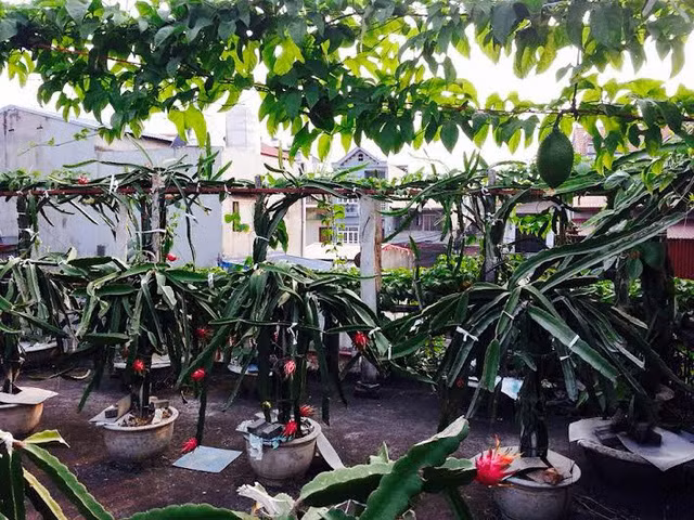 Thanh long ruột đỏ quả nhỏ nhưng rất sai, ăn ngọt và đậm đà. Ảnh: Vietnamnet