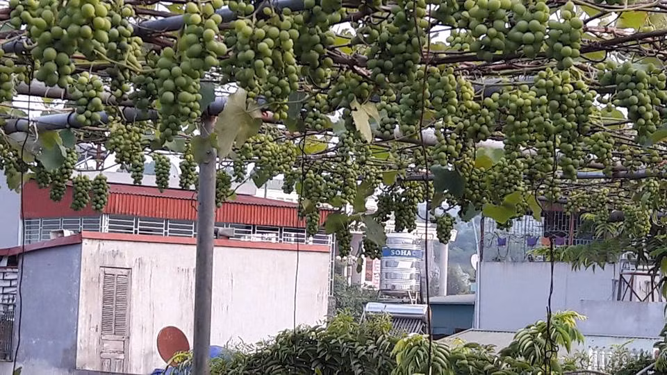 Để có được vườn nho trên sân thượng, anh Khoa xây mấy ô vuông bằng gạch rộng 1m2, đổ đất vào rồi trồng giống như trồng rau trong thùng xốp. Ảnh: Vietnamnet