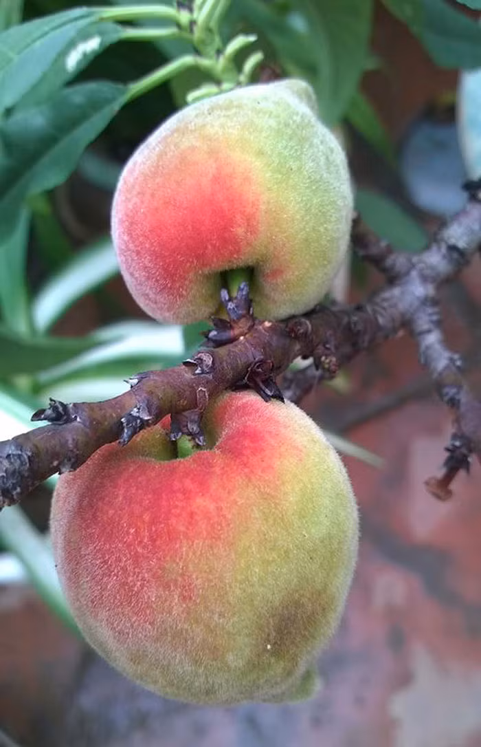 Hiện đào bắt đầu chín và cho thu hoạch.