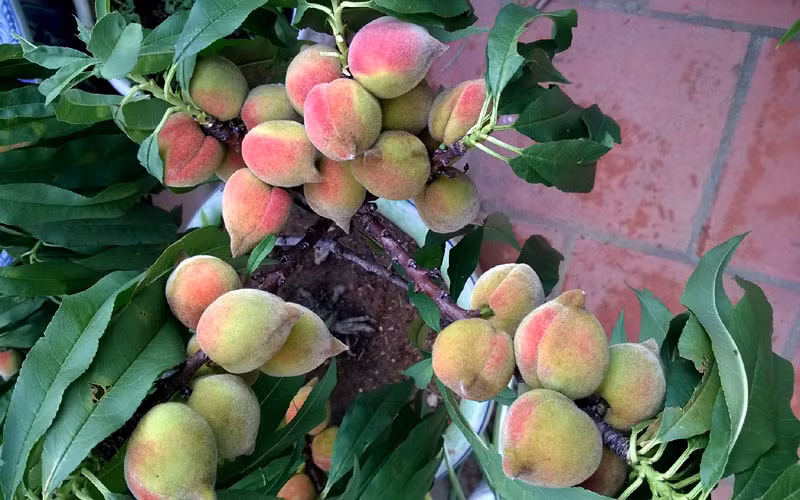 Mặc dù quả trĩu cành nhưng vẫn quả nào cũng to, đẹp, có những cây quả sai cho tới 2-3kg quả.