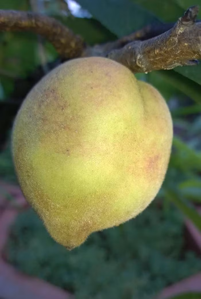 Những quả đào lông trên vườn sân thượng tầng 3 của nhà anh khá to.