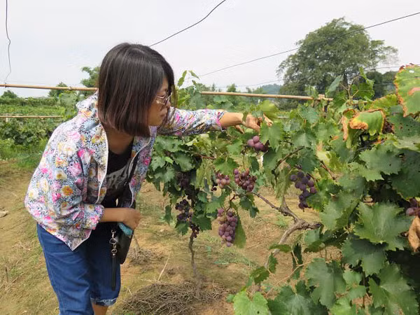 Lá vẫn còn xanh ngắt nhưng những chùm nho thì lúc lỉu, chín mọng. Ảnh: Nhân dân.