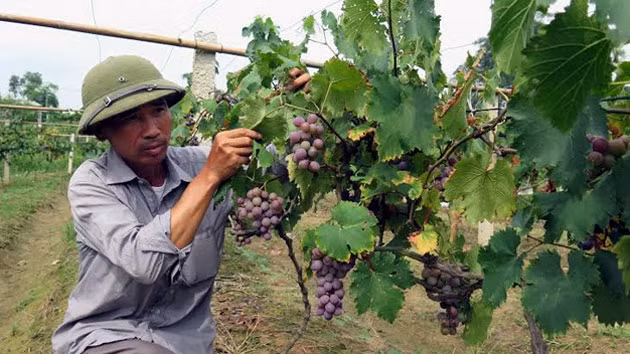 Tương tự, nho tảo hồng từ lúc trồng cho tới lúc leo giàn khoảng 90 ngày, năng suất khoảng 20 tấn/ha. Ảnh: Nhân dân.