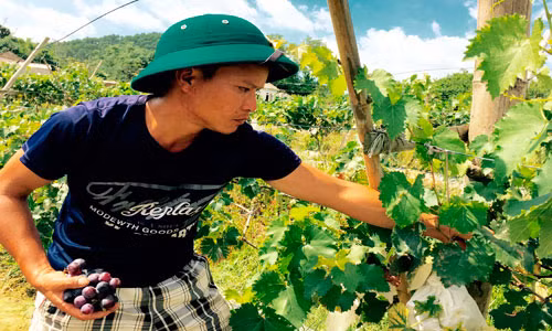 Thương lái đến tận vườn để thu mua nho. Ảnh: Baolangson.