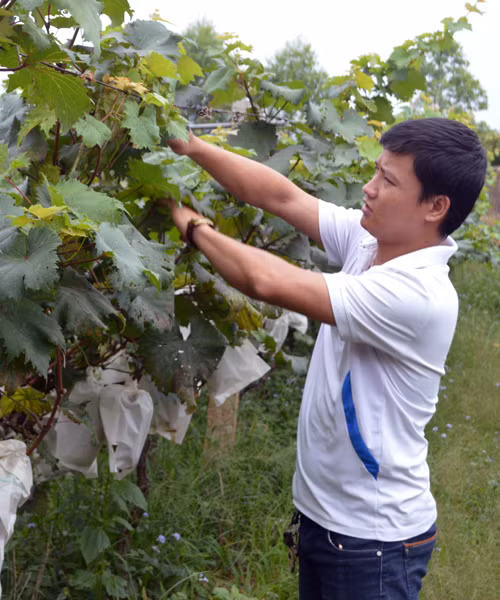 Mô hình trồng nho ở Lạng Sơn không chỉ đem lại lợi ích kinh tế cho người dân mà còn mở ra nguồn cung cấp nho sạch cho thị trường. Ảnh: Baolangson.