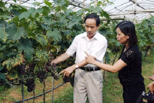 Nho Lạng Sơn có phấn, vị thơm khác hẳn nho Trung Quốc nên ngày càng nhiều người tìm đến mua. Ảnh: Baolangson.