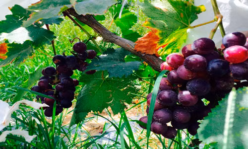 Chùm nho chín mọng, quả nào quả nấy tròn nhung nhúc trông thích mắt. Ảnh: Baolangson.