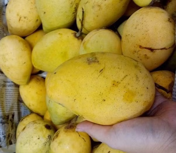 Để được ưa chuộng tại thị trường nước bạn, xoài Cát Chu phải trải qua truy trình trồng đúng kỹ thuật và đảm bảo chất lượng. Ảnh: Anstgroup.