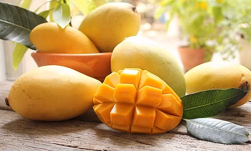 Xoài Cát Chu thu hoạch 2 lần trong năm vào tháng 7 và tháng Tết. Xoài chín có vị ngọt thanh, nhiều nước, thịt dày, màu vàng và mùi thơm dễ chịu. Ảnh: Ah.