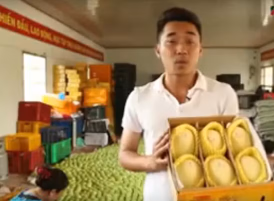 Xoài hái xuống hôm trước thì hôm sau bắt đầu ủ bằng cách bọc giấy báo. Ảnh: Youtube.