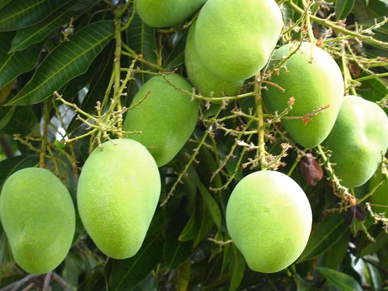 Tuy nhiên, xoài chín bằng phương pháp ủ có vị ngọt đậm hơn xoài chín cây. Lý do là xoài chín cây tự nhiên sẽ có vị hơi chua. Ảnh: Cayvahoa.