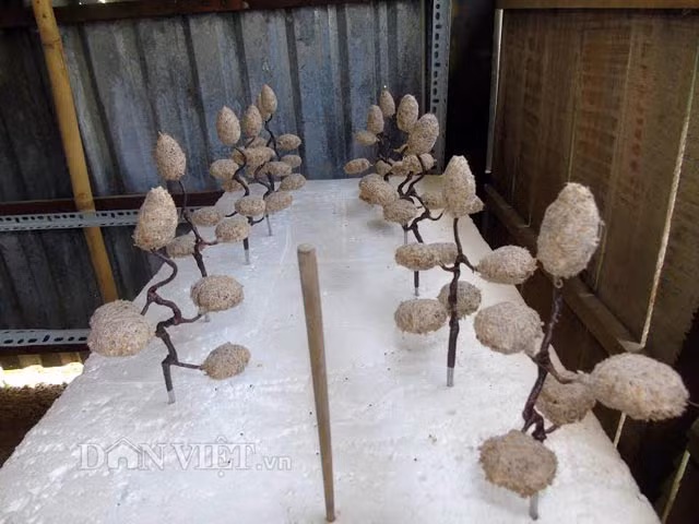 Cam chac tren chuc trieu moi thang nho nghe la: Trong co may man-Hinh-2