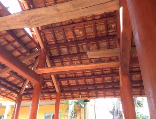 Táu cũng thuộc hàng gỗ quý hiếm tại Việt Nam. Ảnh: Dothi.