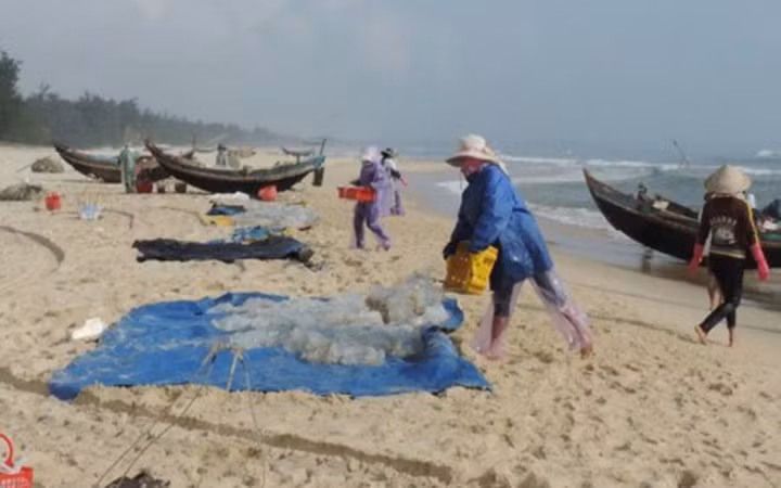 Để tránh sứa biển dính vào người gây rát da thậm chí là nhiễm trùng, người dân thường mang áo quần bảo hộ, tay chân đều được bịt kín tránh tiếp xúc với sứa (Ảnh: KT)