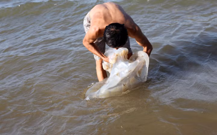 Sứa biển được mùa không chỉ mang lại kinh tế cho ngư dân mà nhiều người làm thuê cũng kiếm được công ăn việc làm (Ảnh: KT)