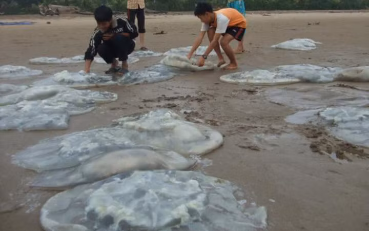 Sứa biển được ví như vàng trắng bởi nó mang lại giá trị kinh tế rất cao. Trung bình mỗi con sứa có giá từ 9.000 - 14.000 đồng/con (Ảnh: KT)