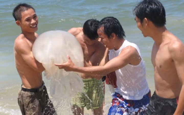 Nhiều năm trở lại đây, sứa biển được thương lái mua với giá rất cao nên nghề săn sứa biển cũng giúp ngư dân thu được tiền triệu mỗi ngày (Ảnh: KT)