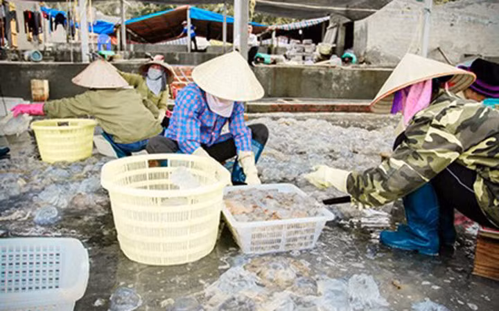 Một ngày mưu sinh trên biển thường bắt đầu từ 0 giờ đêm, cũng có ngày là 3 giờ sáng tùy thuộc vào con nước, hướng gió, lượng sứa trong ngày nhiều hay ít (Ảnh: KT)