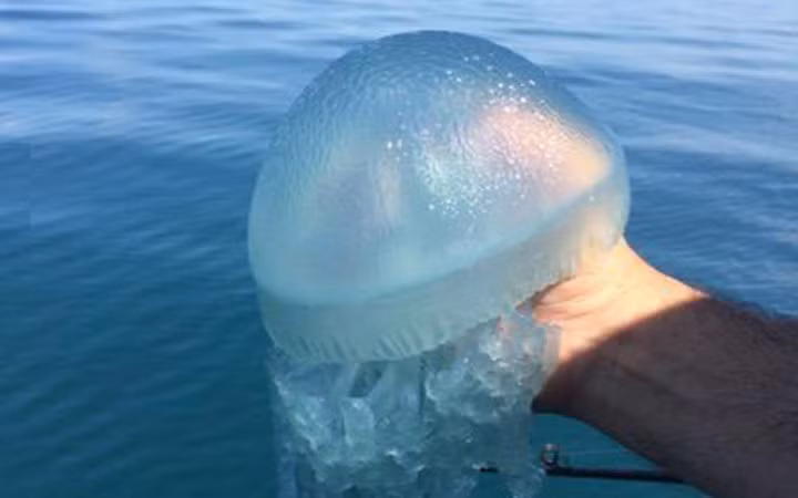 Để bắt được "vàng trắng", hầu hết ngư dân phải thức trắng đêm (Ảnh: KT)