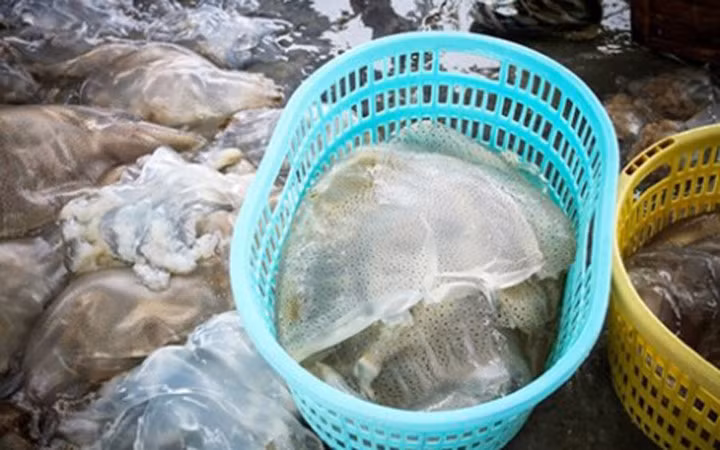 Sứa bắt được thường trữ trong các khoang lớn của thuyền, thúng trước khi tập kết vào bờ (Ảnh: KT)