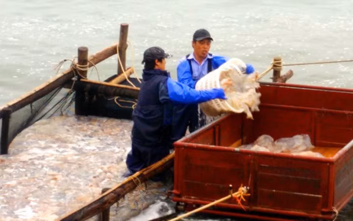 Để có được những đồng tiền trên họ phải “đổ mồ hôi sôi nước mắt” với nghề được coi là "vớt vàng trắng" trên biển (Ảnh: KT)