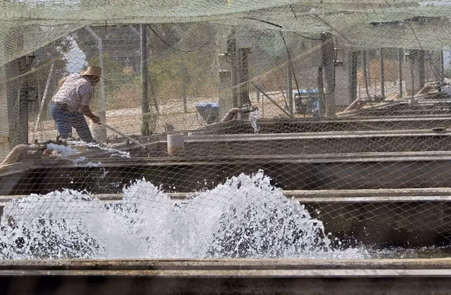 Điều đặc biệt hơn nữa là không chỉ ở những nước khác trên thế giới mà ngay cả ở Việt Nam, cũng có không ít những người ôm mộng bá chủ ngành "vàng đen" này của thế giới.